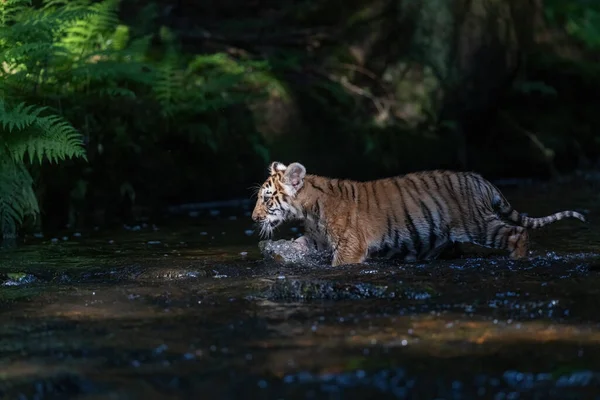 Vista Laterale Del Simpatico Cucciolo Tigre Del Bengala Nel Fiume — Foto Stock