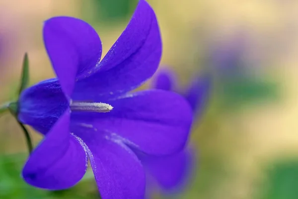 One Blooming Blue Bellflower Closeup Horizontally — Φωτογραφία Αρχείου