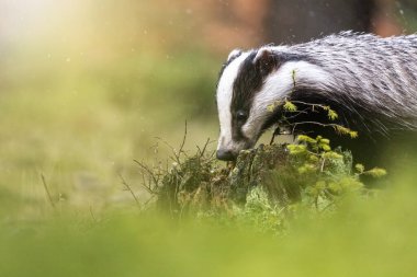 Ormanda güneş ışığında poz veren Avrupa Porsuğu 'nun yan görüntüsü. Yatay olarak. 