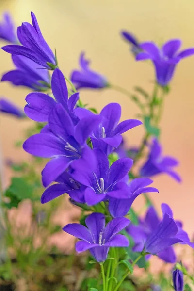 Μια Ομάδα Από Μπλε Λουλούδια Οπτικά — Φωτογραφία Αρχείου