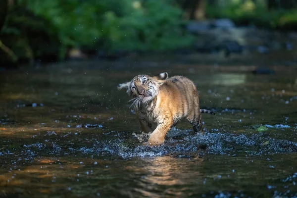 Simpatico Cucciolo Tigre Del Bengala Scorre Nel Fiume Orizzontalmente — Foto Stock