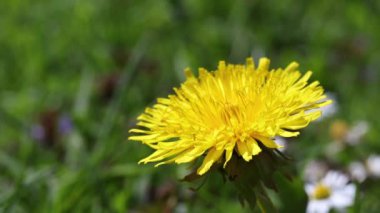 Karahindiba çiçeğinin yakın görüntüsü. Yatay olarak. 