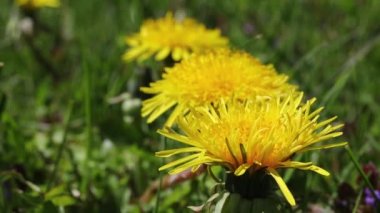 Sırada üç karahindiba çiçeği var..