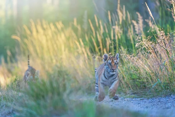 Cucciolo Tigre Del Bengala Sta Correndo Contro Telecamera Orizzontalmente — Foto Stock