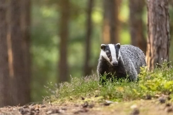 Blaireau Européen Debout Dans Une Bruyère Regarde Caméra Horizontalement — Photo