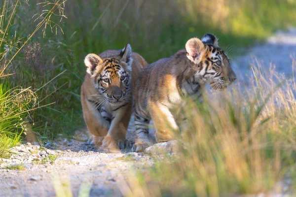 Twee Schattige Bengaalse Tijgerwelpen Lopen Langs Een Onverharde Weg — Stockfoto