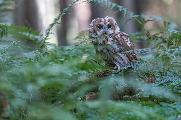 Carino Gufo Tawny Sta Posando Solo Nella Foresta Orizzontalmente — Foto Stock