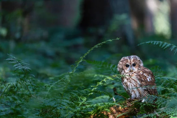 Der Süße Waldkauz Posiert Allein Der Bracken Ecke Und Blickt — Stockfoto