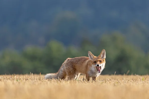 Smiling Red Fox Vulpes Vulpes Freshly Mown Stubble Portrait Young — Stock Photo, Image