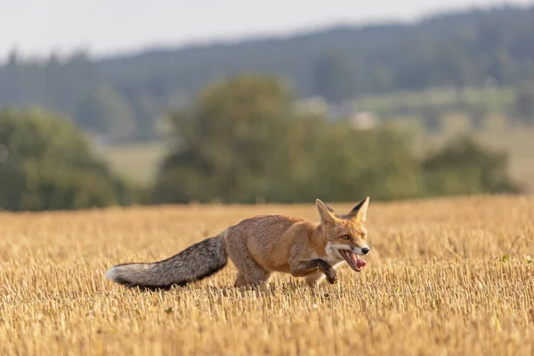 Red Fox Vulpes Vulpes Running Freshly Mown Stubble Horizontally — Stock Photo, Image
