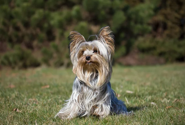 约克夏犬 — 图库照片