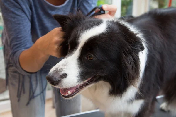 Pflege von Border Collie — Stockfoto