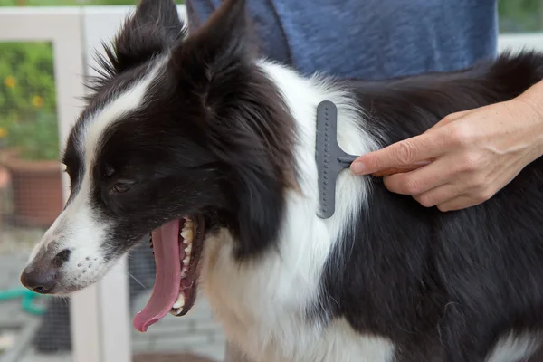 Verzorgen van Bordercollie — Stockfoto