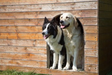 Border collie and Golden Retriever at doghouse clipart