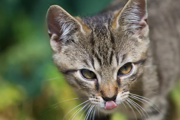 Tabby cat — Stock Photo, Image