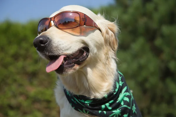 Uśmiechający się złoty pies myśliwski z okulary — Zdjęcie stockowe