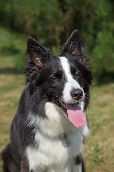 Bordercollie — Stockfoto