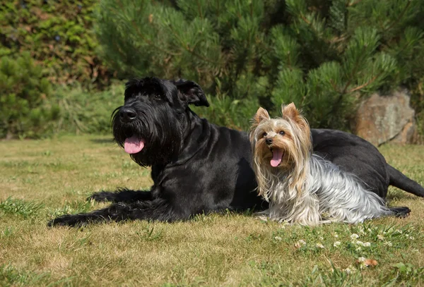Yorkshire terrier och stor svart schnauzer dod på gräsmattan. — Stockfoto