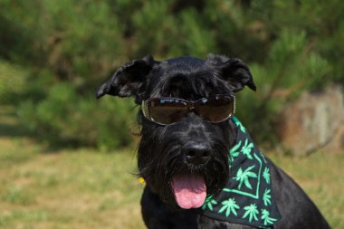 gözlük ile büyük siyah schnauzer köpek