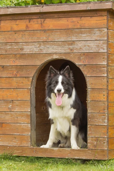 Borda collie em casota de madeira . — Fotografia de Stock