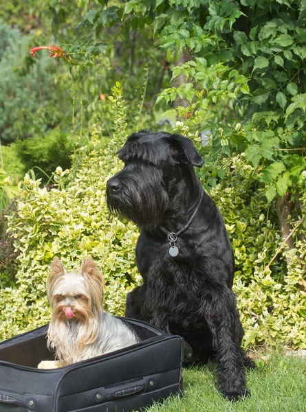 Τεριέ του Γιορκσάιρ και μεγάλο μαύρο Schnauzer σκύλο — Φωτογραφία Αρχείου