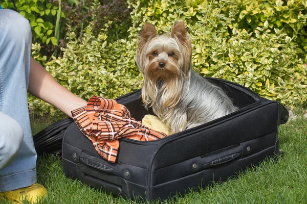 Yorkshite terrier está sentado en la maleta negra — Foto de Stock