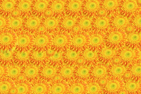 Hintergrund gelb-orange Chrysanthemen. horizontal. — Stockfoto