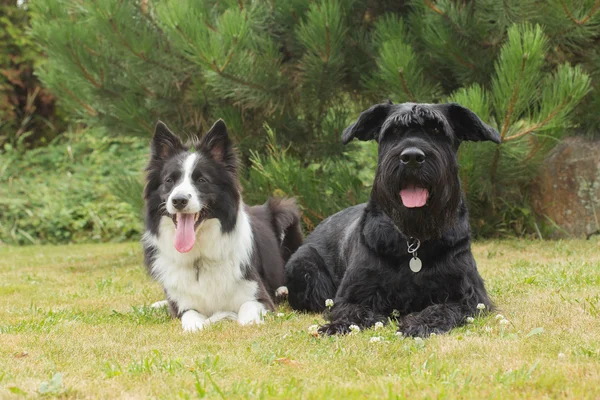 Köpekler açık havada — Stok fotoğraf