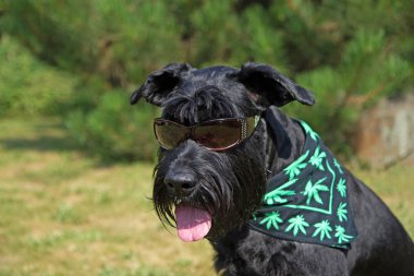 Büyük siyah Schnauzer 