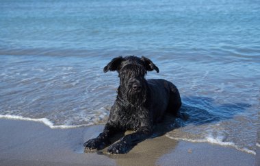 Büyük tatil deniz Schnauzer siyah