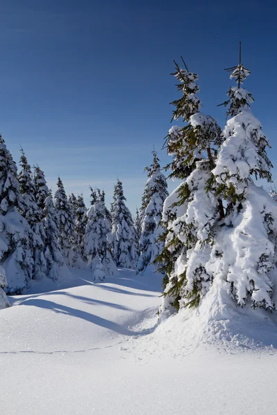 Snow covered trees — Stock Photo, Image