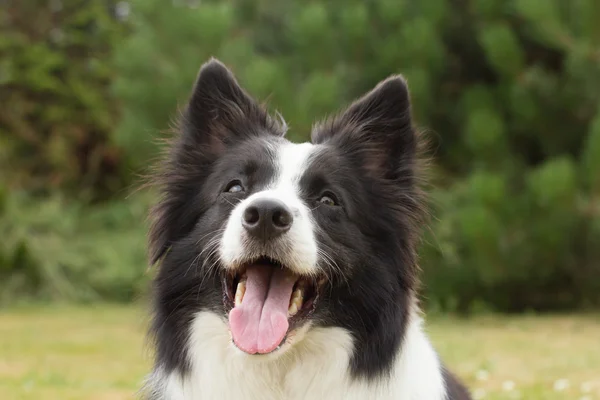 Border collie lyder sin Herre — Stockfoto