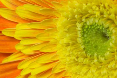 Kasımpatı çiçeğinin ayrıntılı Görünüm