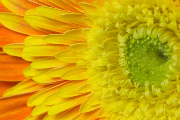 Detailed view of the chrysanthemum flower — Stock Photo, Image