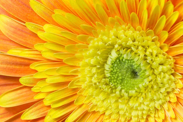 Detailed view of the chrysanthemum flower — Stock Photo, Image
