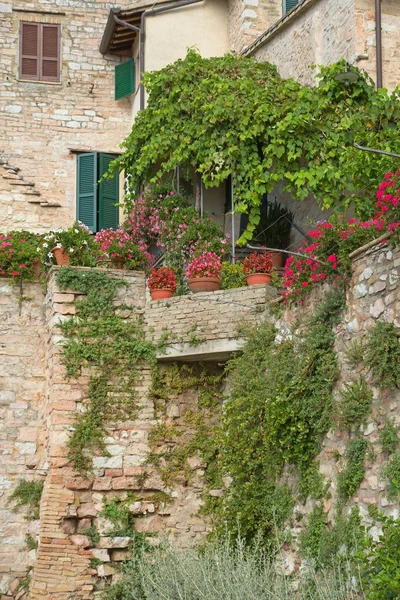 Close-up van het oude stenen huis en planten — Stockfoto