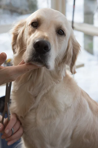 Golden Retriever cão está olhando para a câmera — Fotografia de Stock