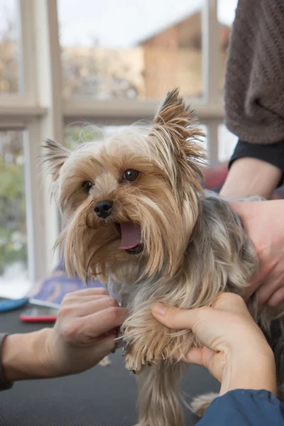 Grooming Yorkshire Terrier. — Stock Photo, Image