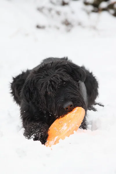 Nagy fekete Schnauzer kutya harapós egy narancssárga frisbee — Stock Fotó