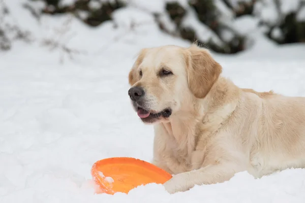 金毛猎犬与橙色飞盘在雪地上 — 图库照片