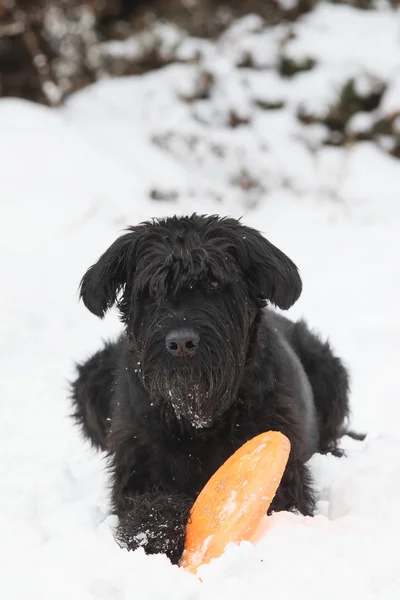 Большой чёрный шнауцеровый пес подаёт апельсиновый фрисби. — стоковое фото