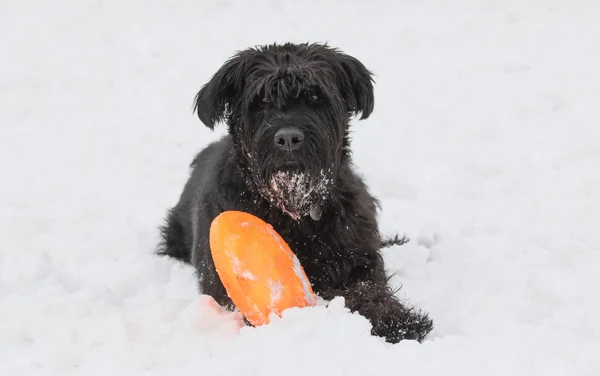 Big Black Schnauzer cão está olhando para a câmera — Fotografia de Stock