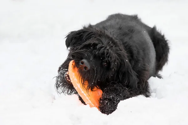 Kutya nagy fekete Schnauzer — Stock Fotó