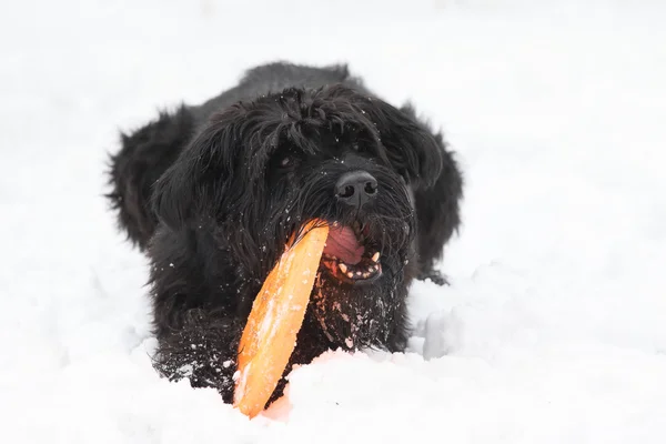 Grande preto schnauzer cão está mordendo um brinquedo — Fotografia de Stock