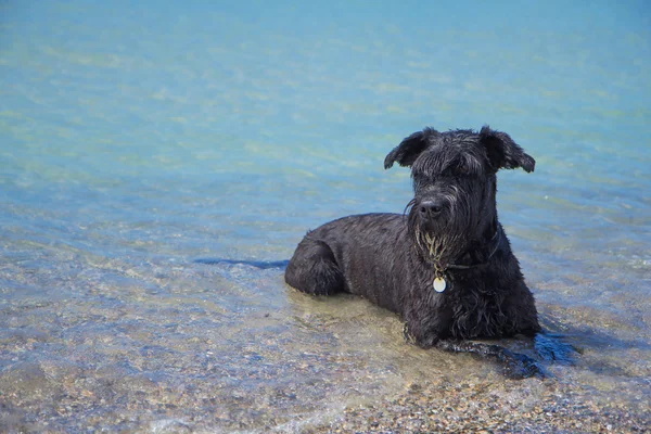 Big Black Schnauzer cane è si trova nel mare — Foto Stock