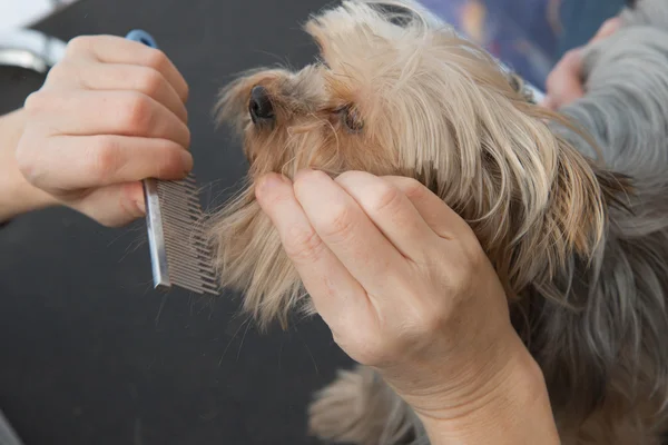 Combing beard of Yorkshire Terrier — Stock Photo, Image