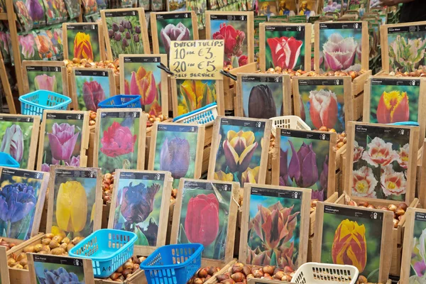 Bulbos de tulipanes en el mercado de flores (Amsterdam ) — Foto de Stock