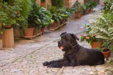 Büyük siyah Schnauzer köpek çiçek sokak yalan söylüyor