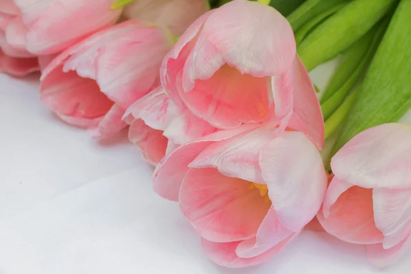 Pink tulips — Stock Photo, Image