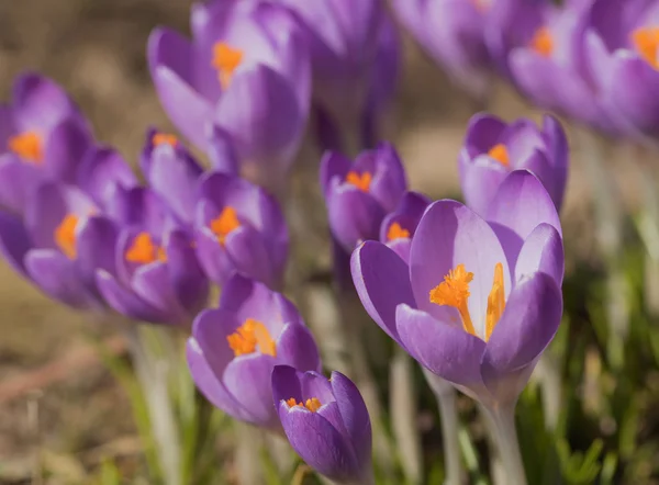 Crocus květiny — Stock fotografie